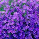 Campanula Portenschlagiana