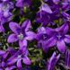Campanula Portenschlagiana