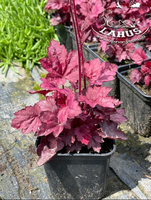 Heuchera 'Grape Soda'