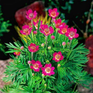 Anemone multifida Rubra