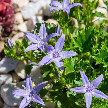 Campanula garganica 'Major'
