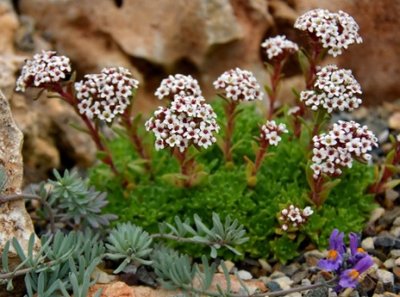 Crassula exilis subsp.sedifolia