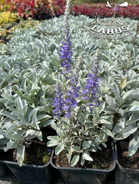 Veronica spicata subsp.incana