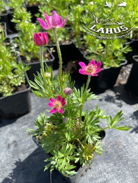 Anemone multifida Rubra