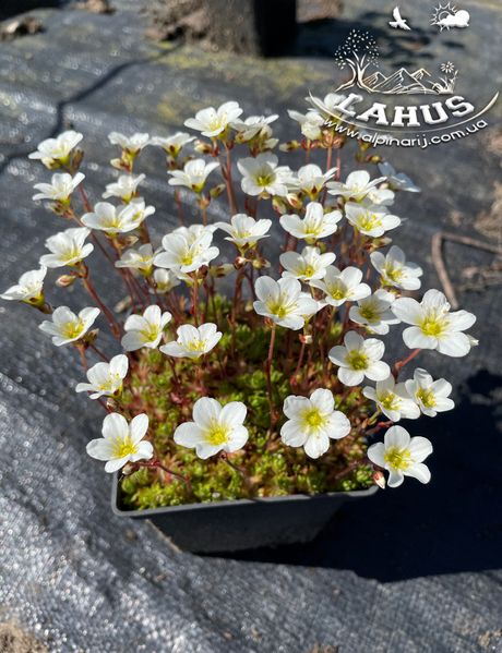 Saxifraga arendsii "White Pixie"