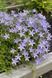 Campanula garganica 'Major'