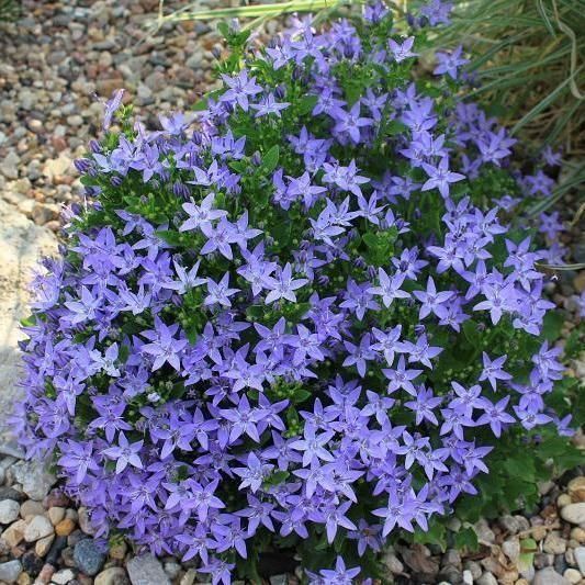 Campanula garganica 'Major'