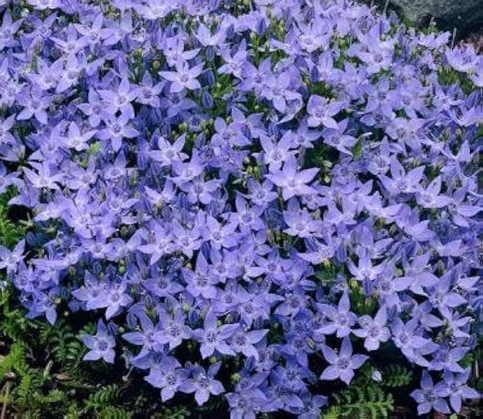 Campanula garganica 'Major'