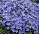 Campanula garganica 'Major'