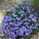 Campanula garganica 'Major'