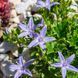 Campanula garganica 'Major'