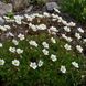 Saxifraga arendsii "White Pixie"